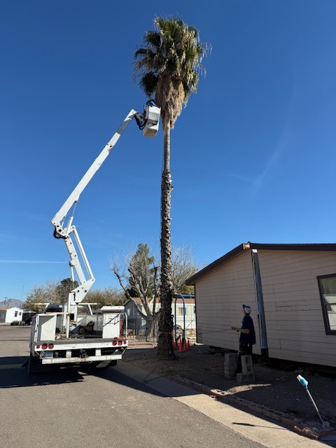 Palm trimming work using a bucket truck beside a home
