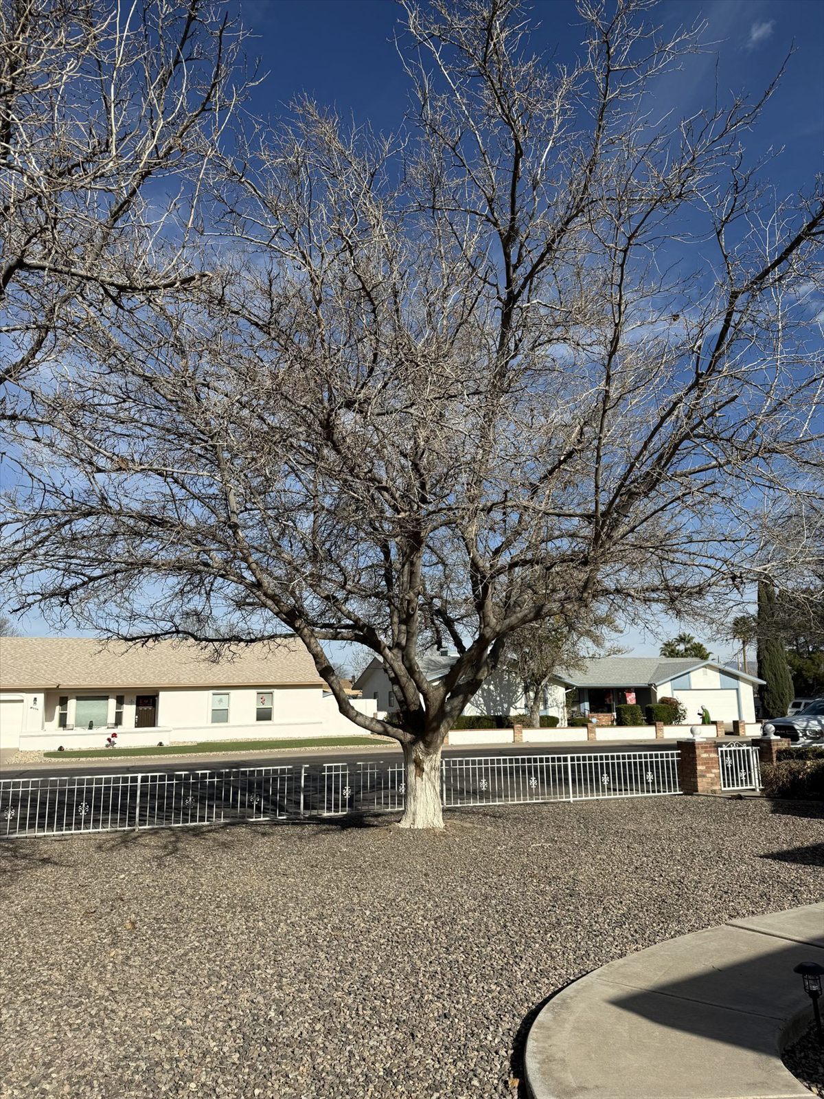 Maintained outdoor property with trimmed tree and gravel yard