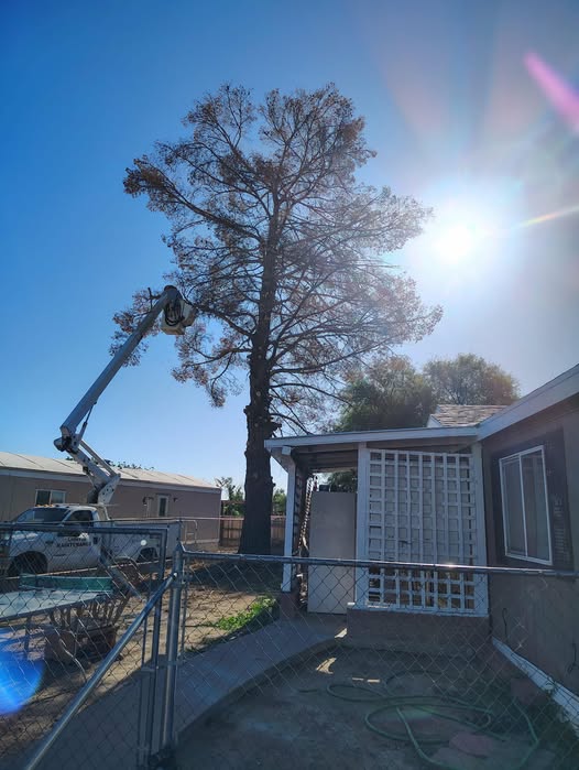 Large pine removal beside a home using a bucket truck